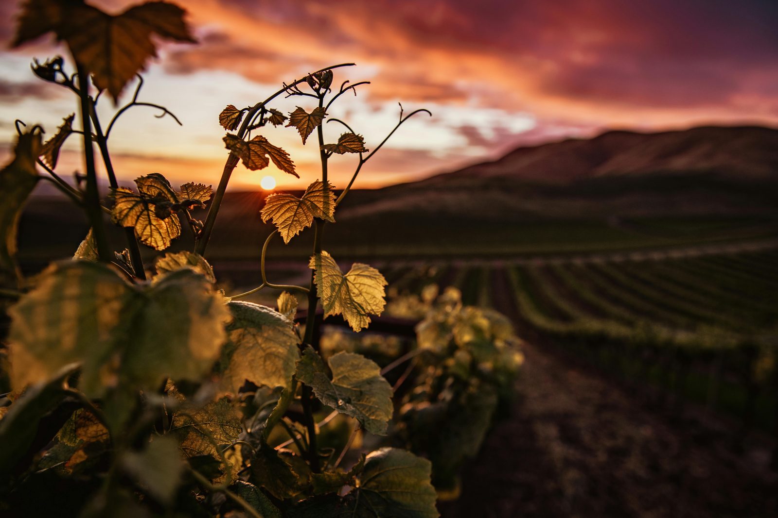 Vineyard leaves at sunset in the Okanagan