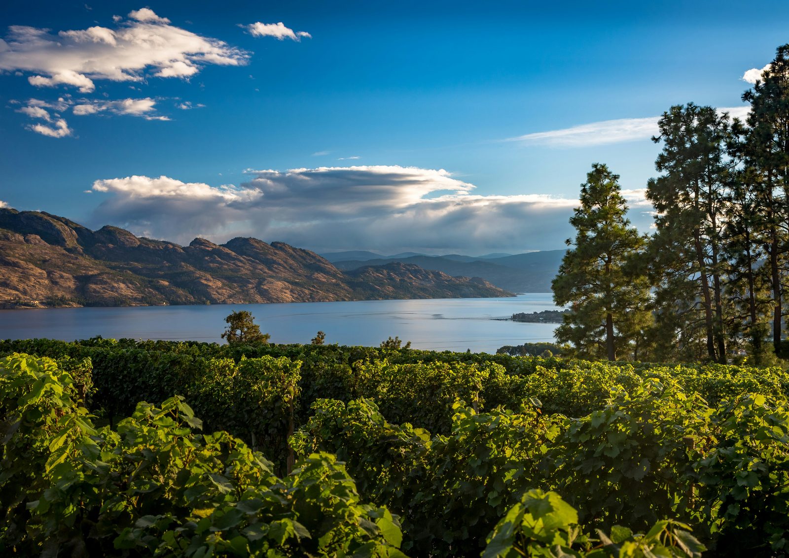 Vineyards overlooking Okanagan Lake